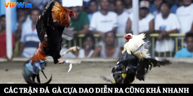 Các trận đá  gà cựa dao diễn ra cũng khá nhanh