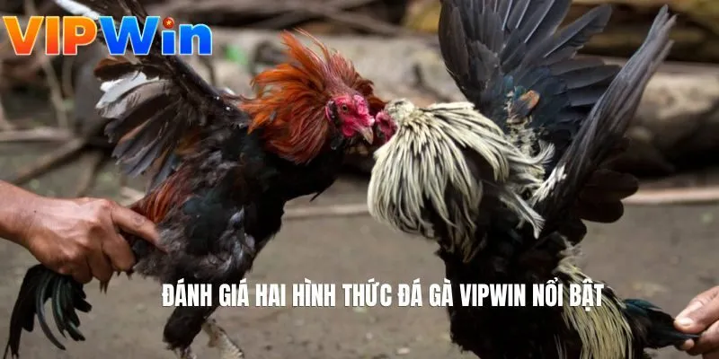 Đánh giá hai hình thức đá gà VIPWIN nổi bật