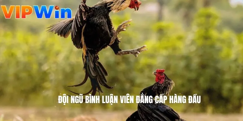 Đội ngũ bình luận viên đẳng cấp hàng đầu