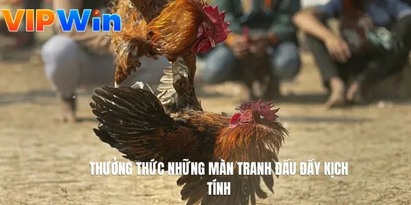 Thưởng thức những màn tranh đấu đầy kịch tính