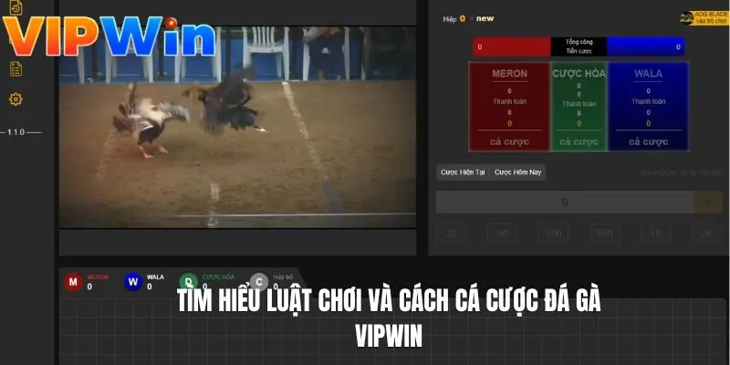 Tìm hiểu luật chơi và cách cá cược đá gà VIPWIN