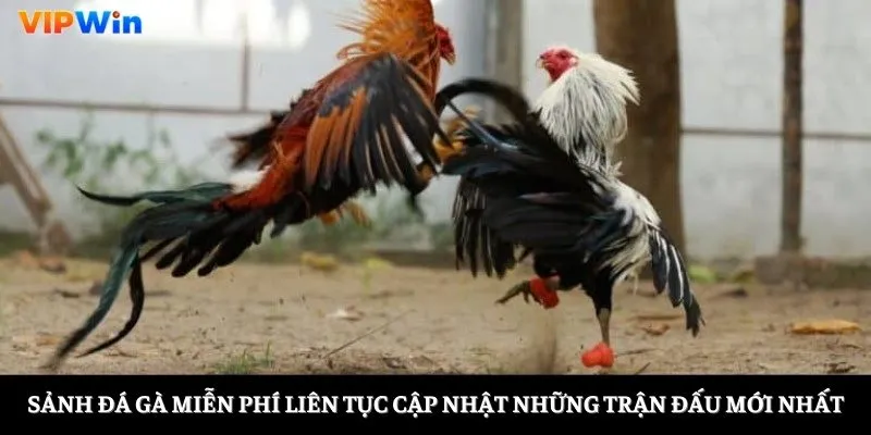 Sảnh đá gà miễn phí liên tục cập nhật những trận đấu mới nhất